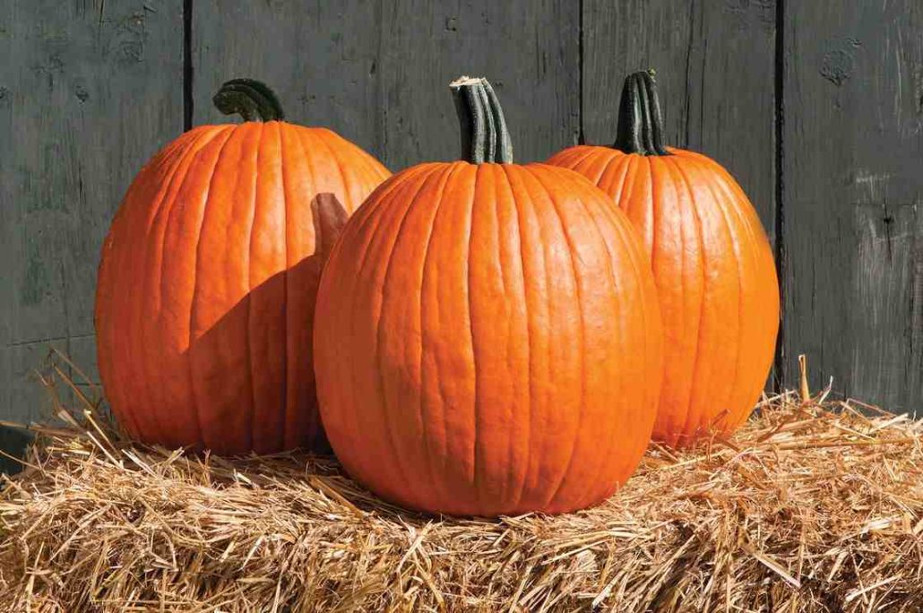  Pumpkin in tomato paste for pasta 